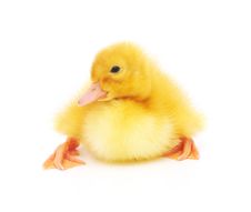 One Duckling Stock Photos