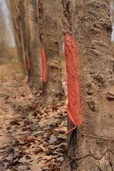 Tapping Rubber Stock Photo Tapping Rubber Stock Photo