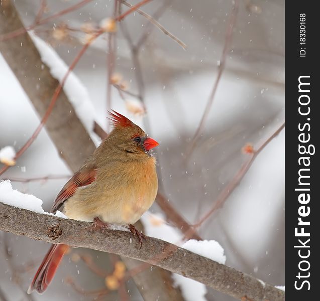 Female northern cardinal, Cardinalis cardinalis, perched on a branch in the snow