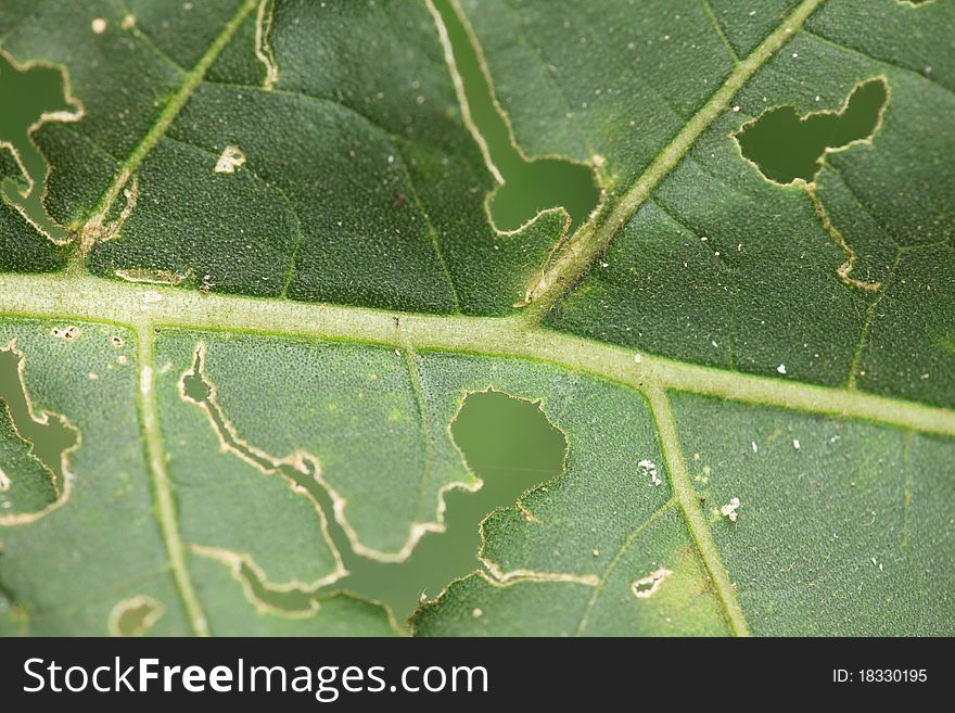 Leaf with holes where insects have eaten some