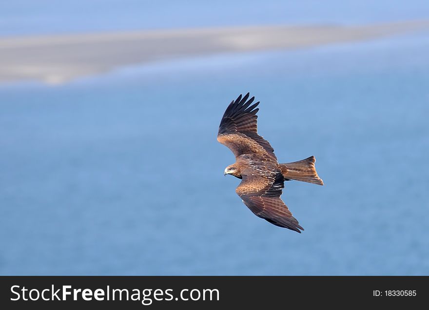 Black Kite Flying Over Sea And Small Empty Island