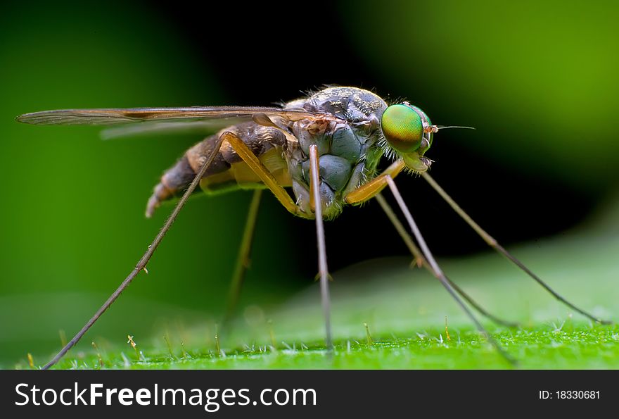 Long-legged Fly