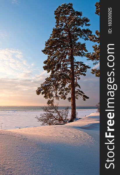 Lone pine tree on the beach