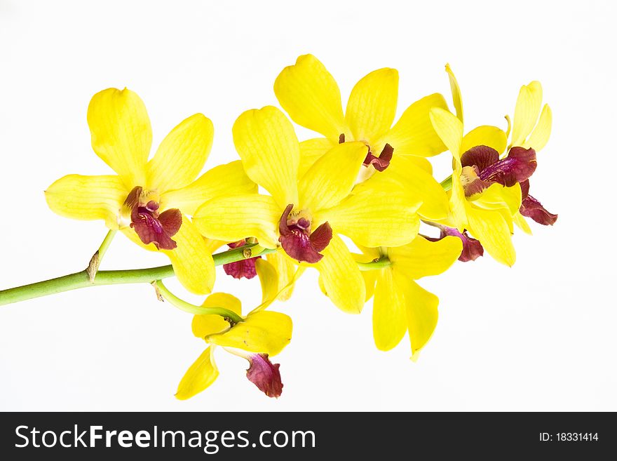 A colorful of flower on white background. A colorful of flower on white background