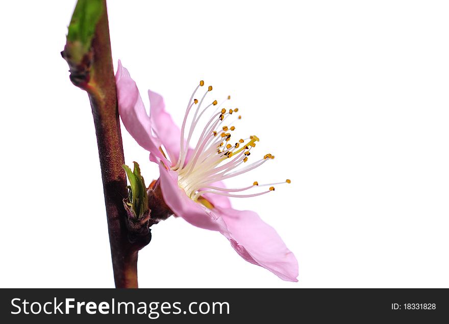 Close up of spring blossoms