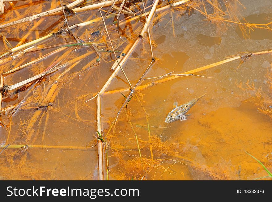 Dead fish in polluted pond, ecological disaster