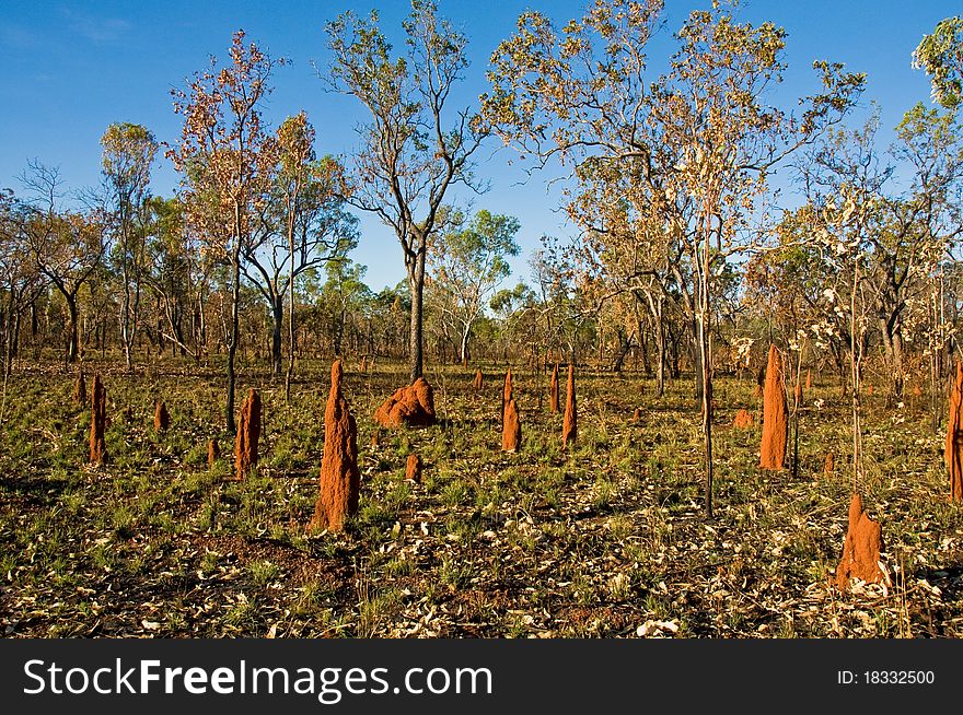 Termite mounds in the australian outback, Northern territory