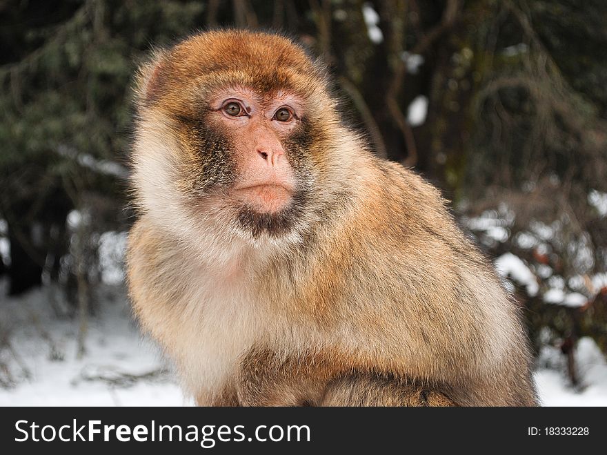 Little Moroccan Monkey in Cedar Forest