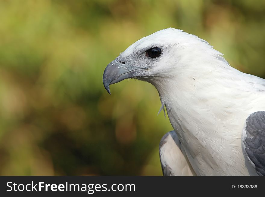 White bellied sea eagle portrait