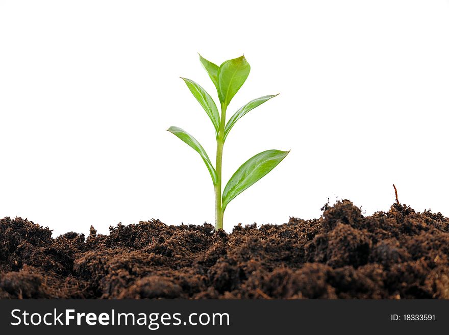 Hands holding sapling in soil. Hands holding sapling in soil.