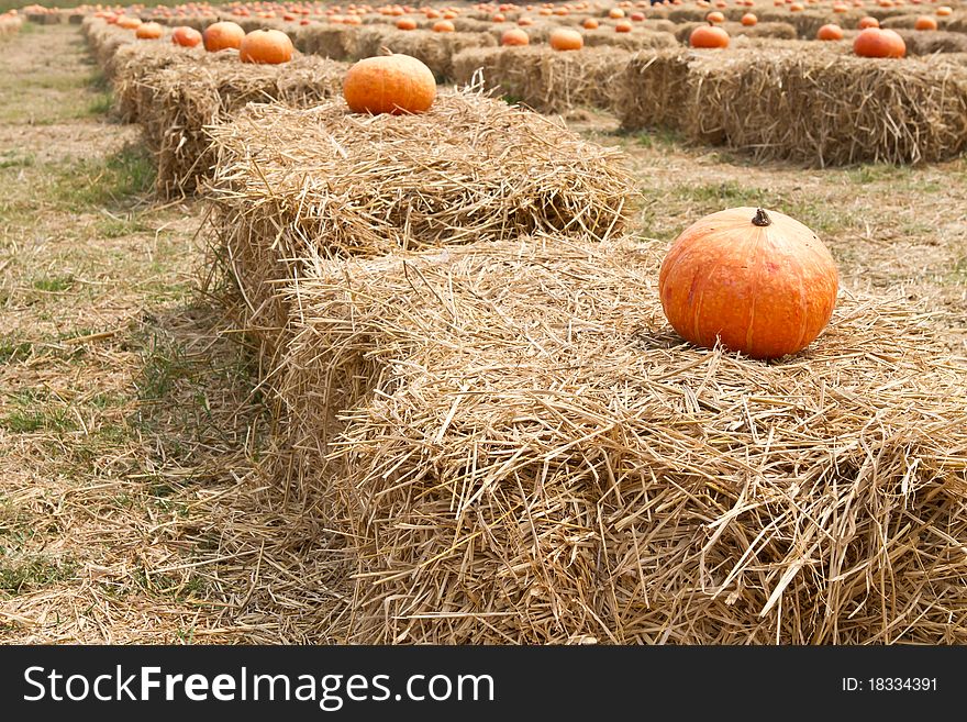 Halloween pumpkin patch on straw field. Halloween pumpkin patch on straw field