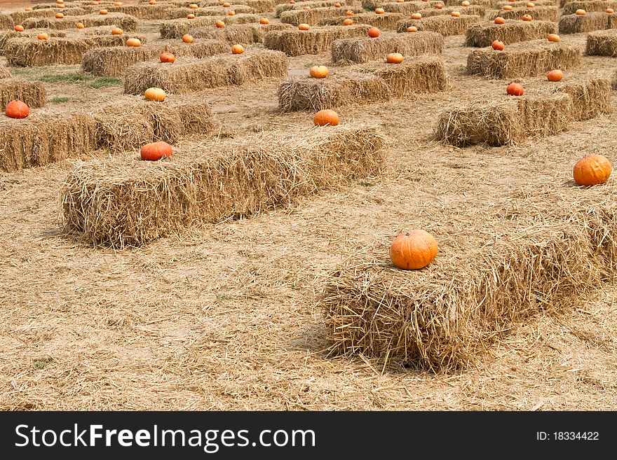 Halloween pumpkin patch on straw field. Halloween pumpkin patch on straw field