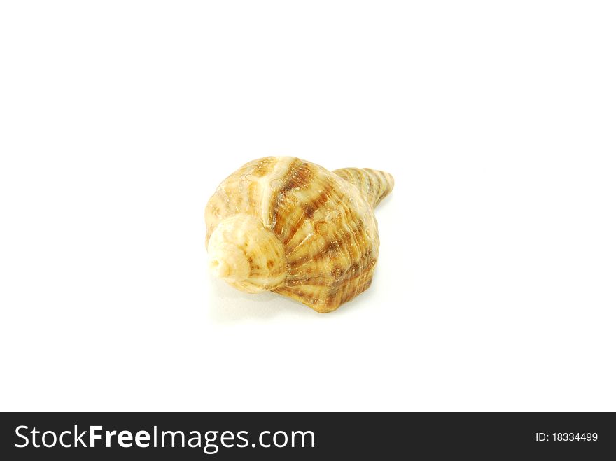 Sea shell isolated on white