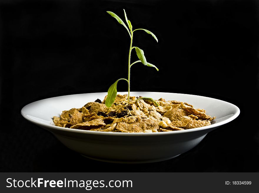 Small plant growing from cereal in bowl on black background. Small plant growing from cereal in bowl on black background