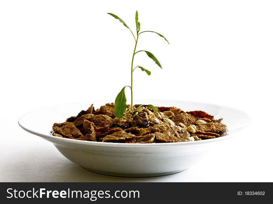 Small plant growing from cereal in bowl on white background. Small plant growing from cereal in bowl on white background