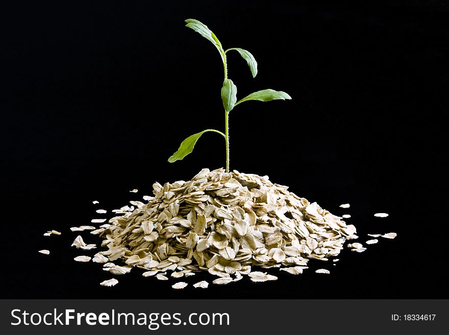 Small plant growing from a pile of dry oatmeal on black background. Small plant growing from a pile of dry oatmeal on black background