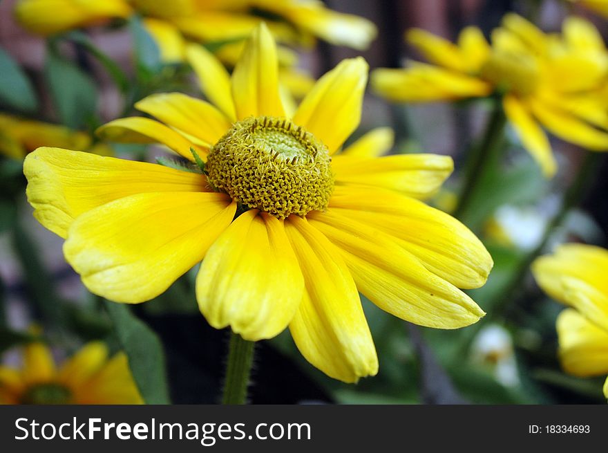 Macro photo of yellow flowers with others flowers out of focus