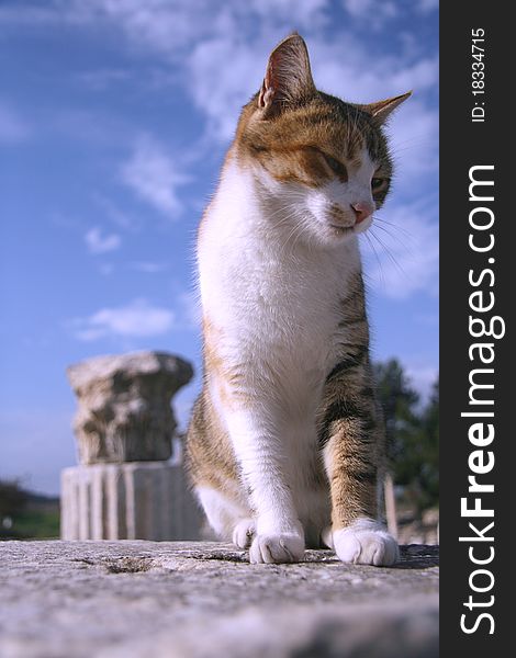 An adorable cat relaxing on a stone. An adorable cat relaxing on a stone.