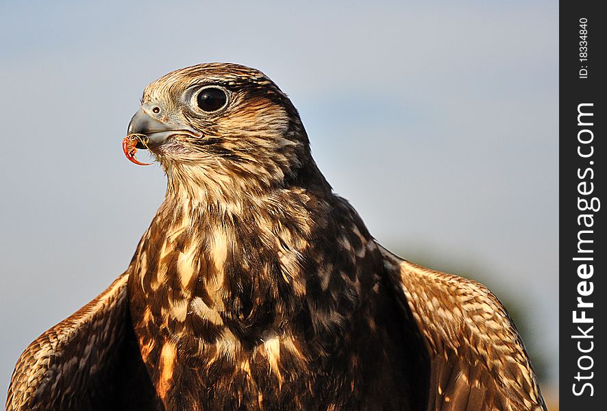 Common Buzzard With Spread Wings And A Small Prey