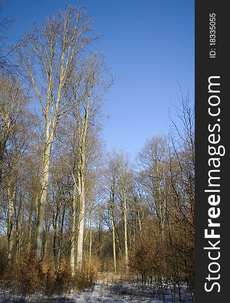 Beech forest in winter with little snow. Beech forest in winter with little snow