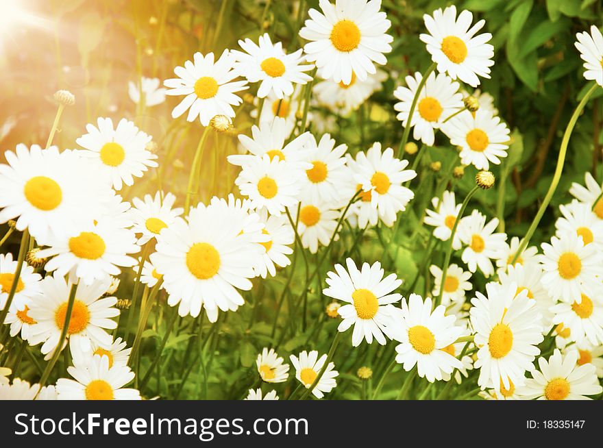 Picture of summer camomile field lit with sunlight