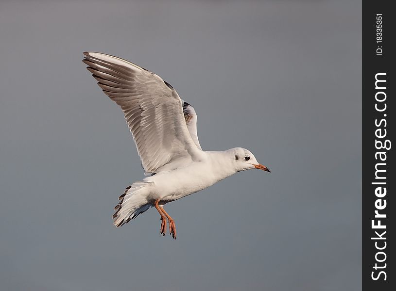 Young Black-headed Gull