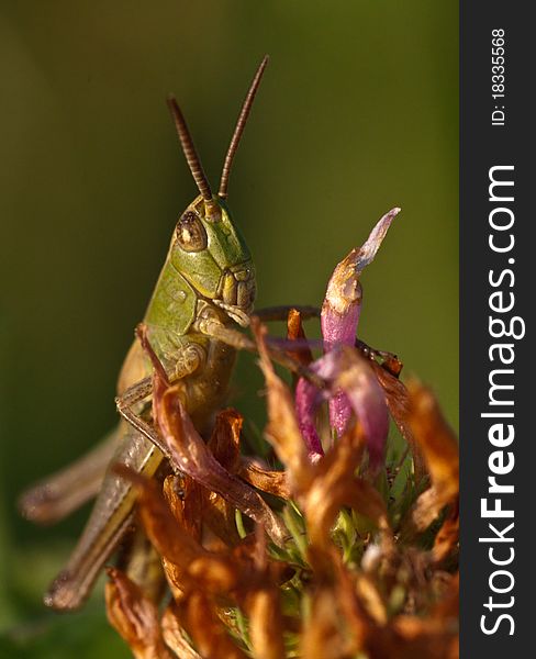The green grasshopper macro portrait