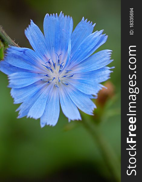 Beautiful Blue Flowers On Green