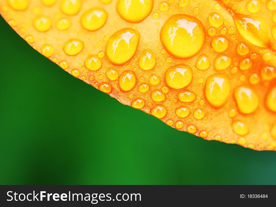 Drops of water on yellow leaf. Drops of water on yellow leaf