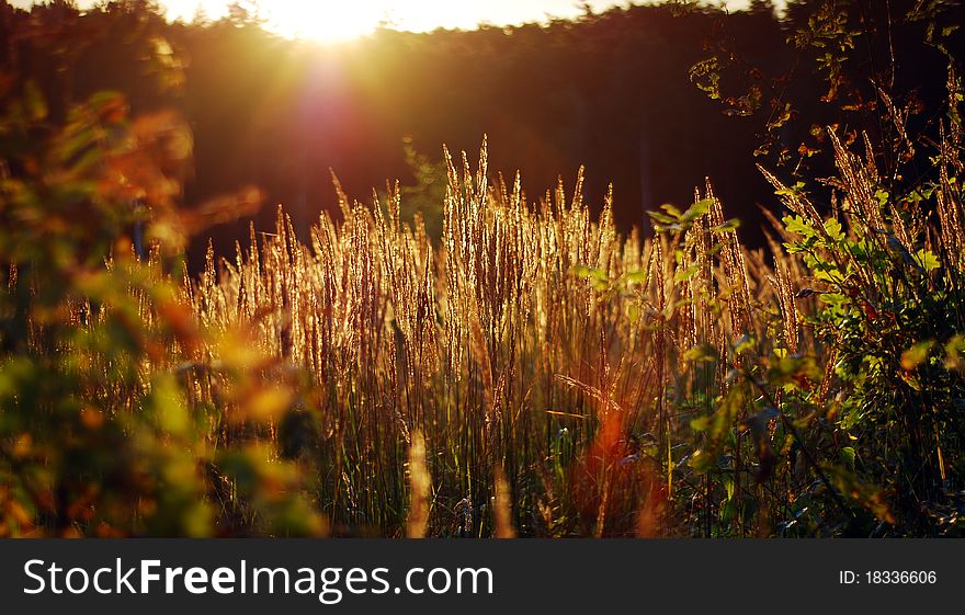 Plants on meadow during summer sunrise. Plants on meadow during summer sunrise
