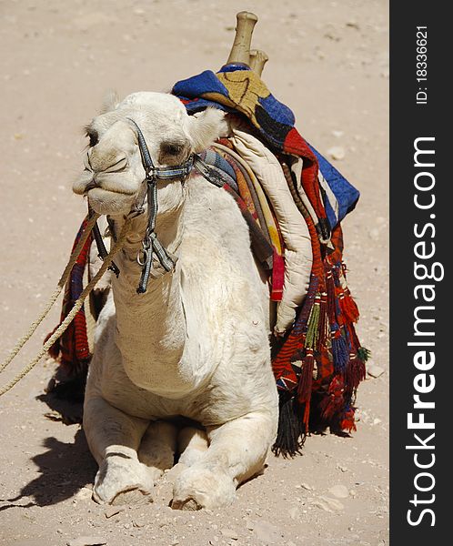 A takes a break as he sits in the sands of Jordan. A takes a break as he sits in the sands of Jordan