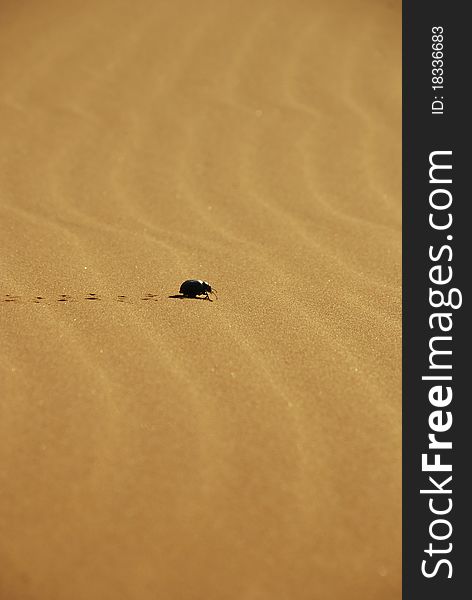 A dung beatle crosses over sand in in the Sahara Desert and leaves print behind his path in Morocco. A dung beatle crosses over sand in in the Sahara Desert and leaves print behind his path in Morocco.