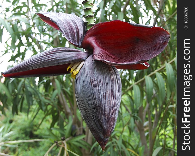 A banana plant flower hanging amid other plants in Morocco with a water droplet clinging to the tip.