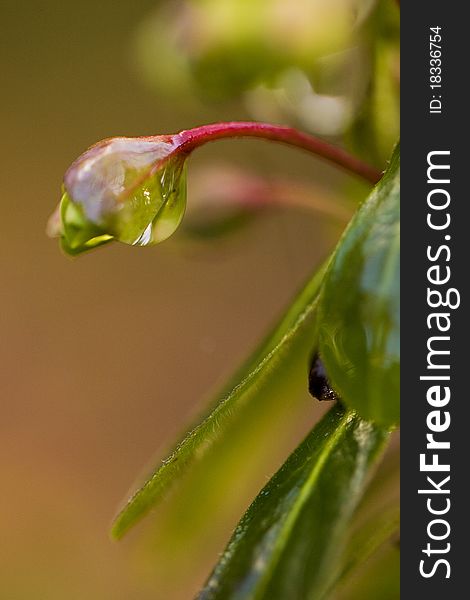 Macro shot of Euphorbia (spurge) with dew, get ready for spring gardening. Macro shot of Euphorbia (spurge) with dew, get ready for spring gardening