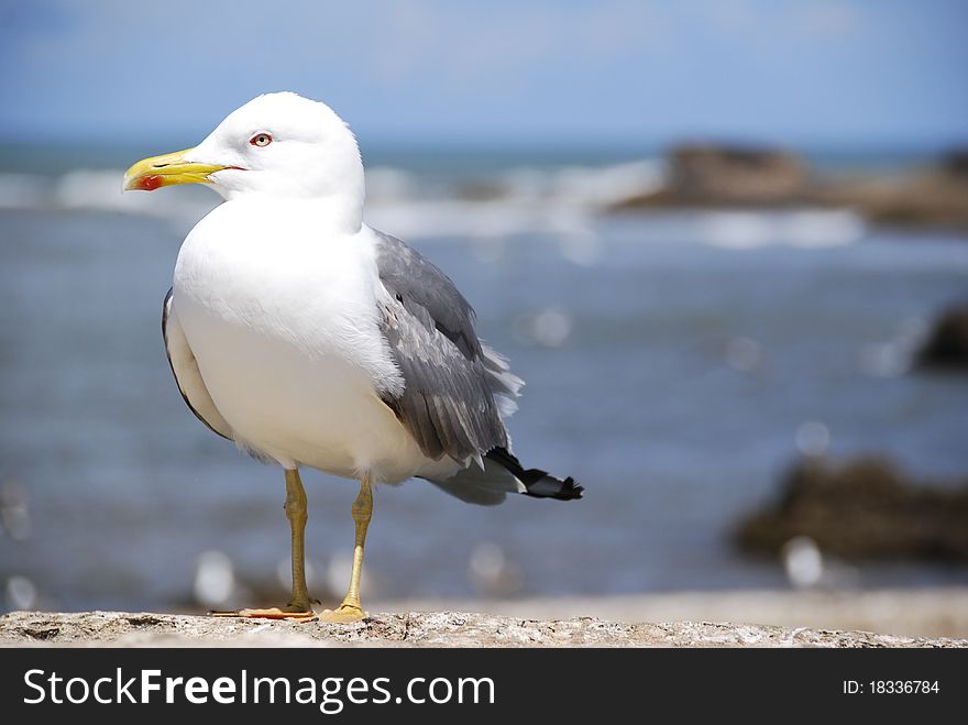 A seagull perches on a rock wall soaking up the sun wind and waves of the ocean. A seagull perches on a rock wall soaking up the sun wind and waves of the ocean.