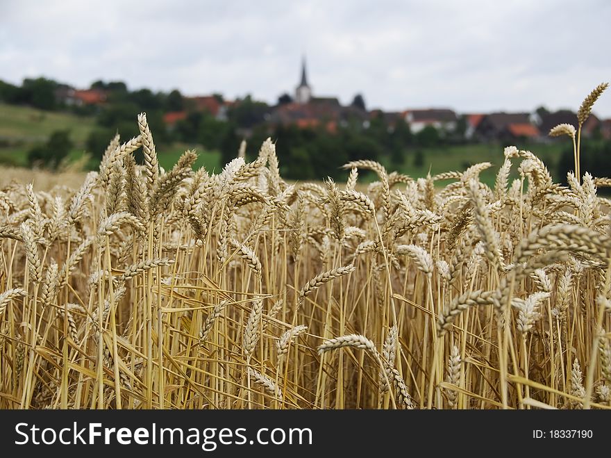 A wheat field sits below a European village in the background. A wheat field sits below a European village in the background.