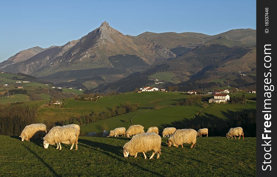 Grazing sheep with mountains in the background