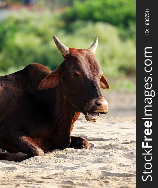 Cow laying on the beach in the sand