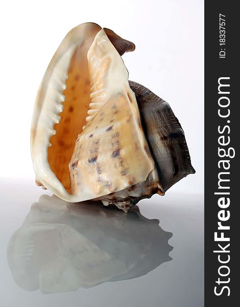 A conch shell on a white background