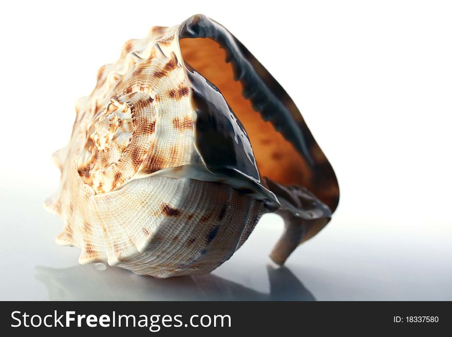 A conch shell on a white background