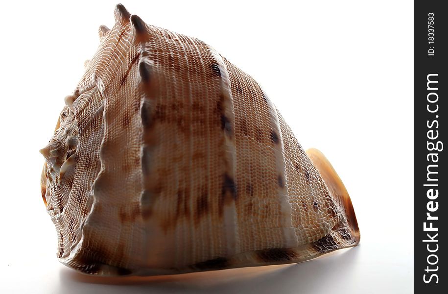 A conch shell on a white background