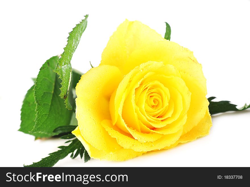 Beautiful yellow rose isolated close up