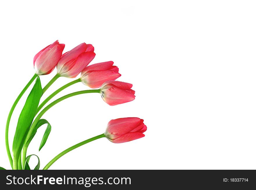 Bouquet of five red tulips