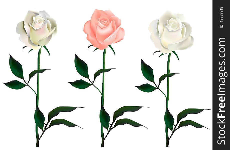 Three  roses. Template for greeting cards.