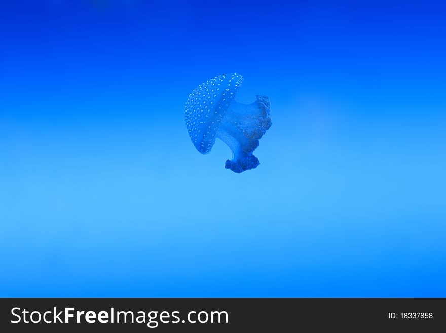 Jellyfish - Phyllorhiza Punctata