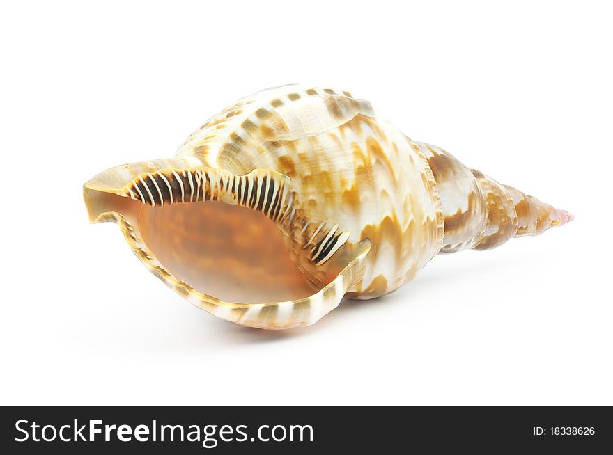 Sea shell isolated on a white bacground. Sea shell isolated on a white bacground