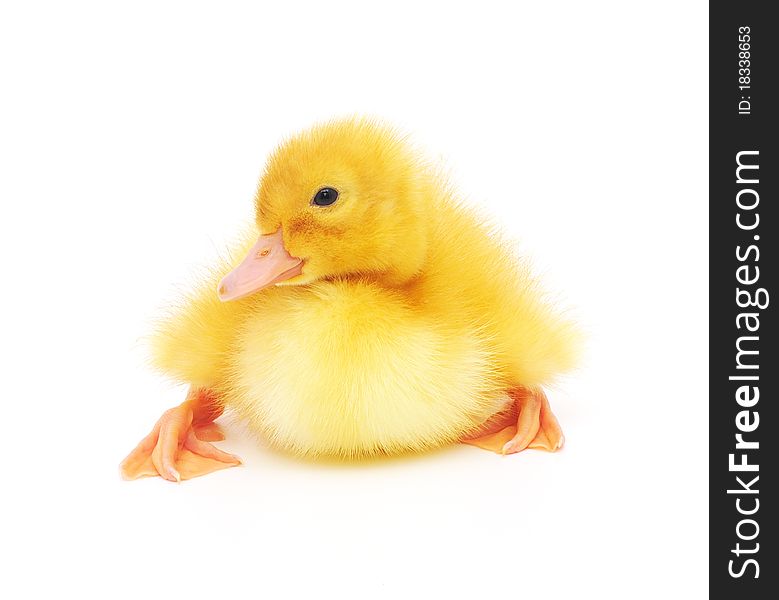 Duckling who are represented on a white background. Duckling who are represented on a white background