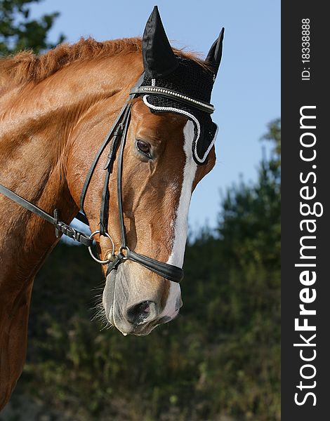 Portrait of the head of a noble Hessian warmblood horse