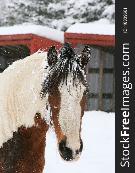 Horse portrait in snow with red buildings in background. Horse portrait in snow with red buildings in background