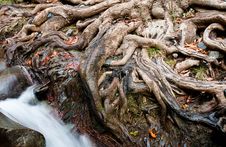 Tree Roots Stock Image Tree Roots Stock Image